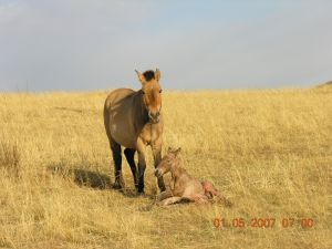 equus-ferus-przewalskii